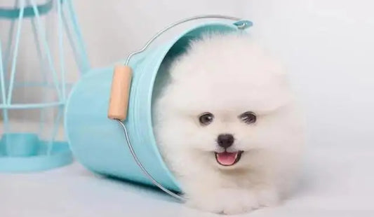 5 TikTok-Famous Products Your Pet Would Definitely Save To Their Favorites